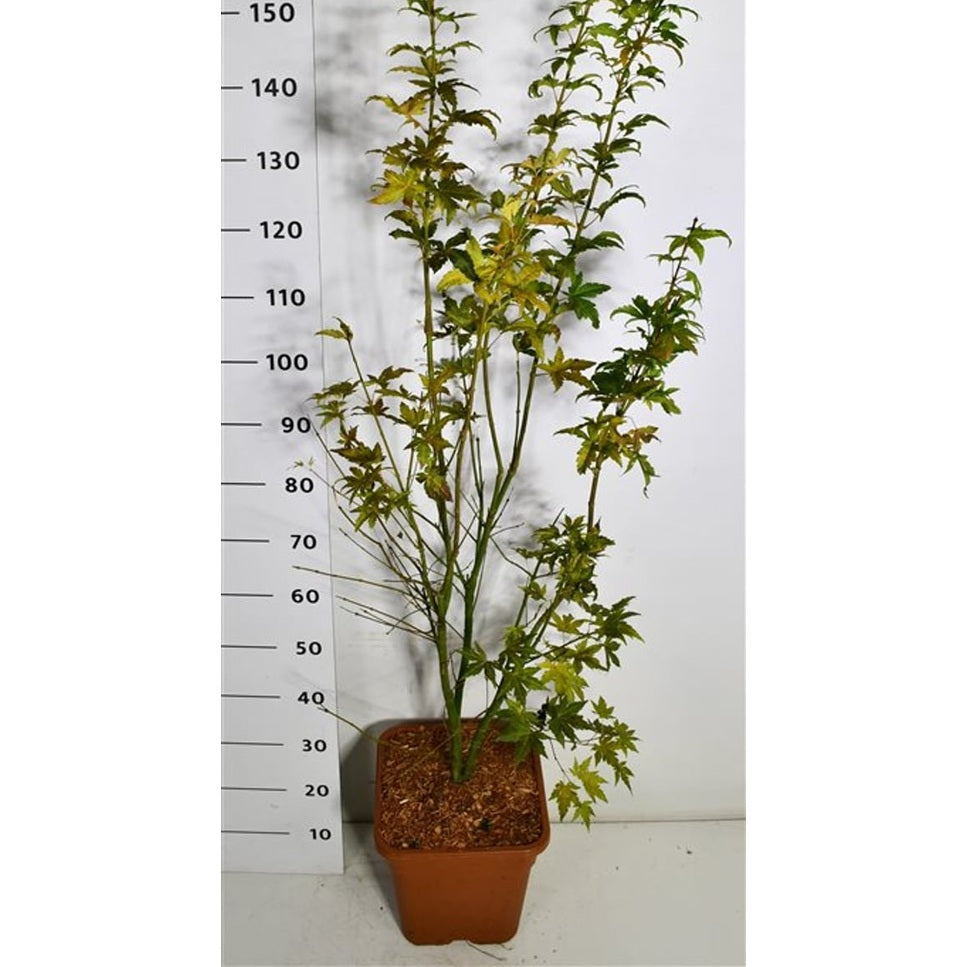 Japansk lönn – Acer palmatum 'Orange Dream' - C15 125/+ cm.