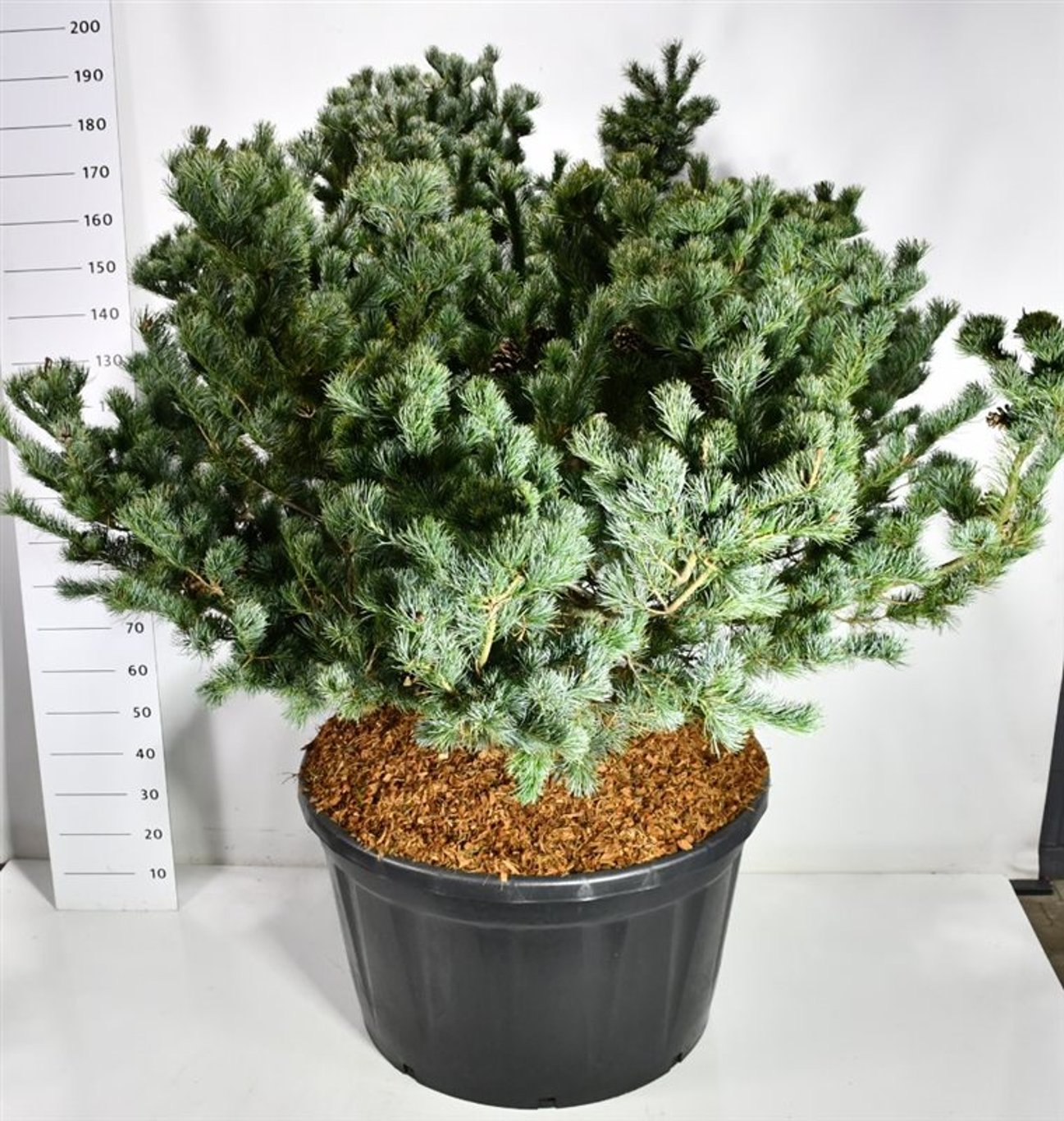 Japansk vit­tall – Pinus parviflora &