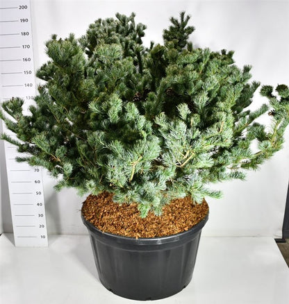 Japansk vit­tall – Pinus parviflora &