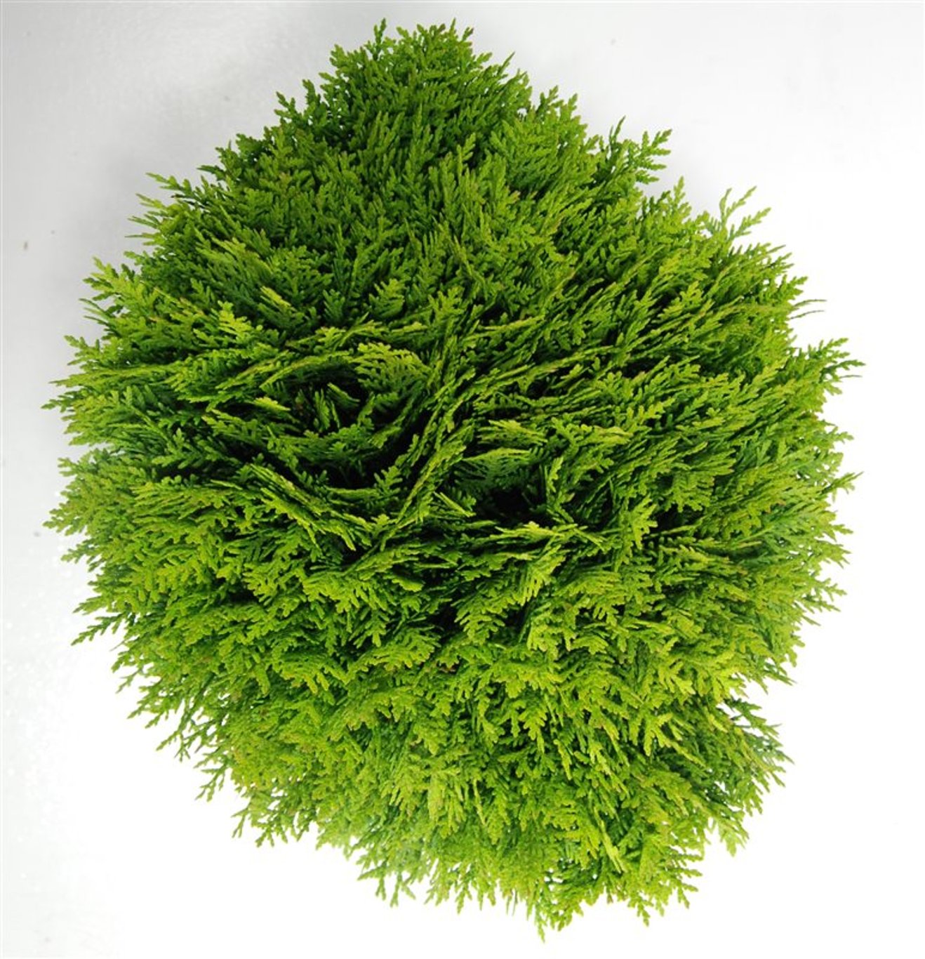Thuja – Thuja occidentalis &