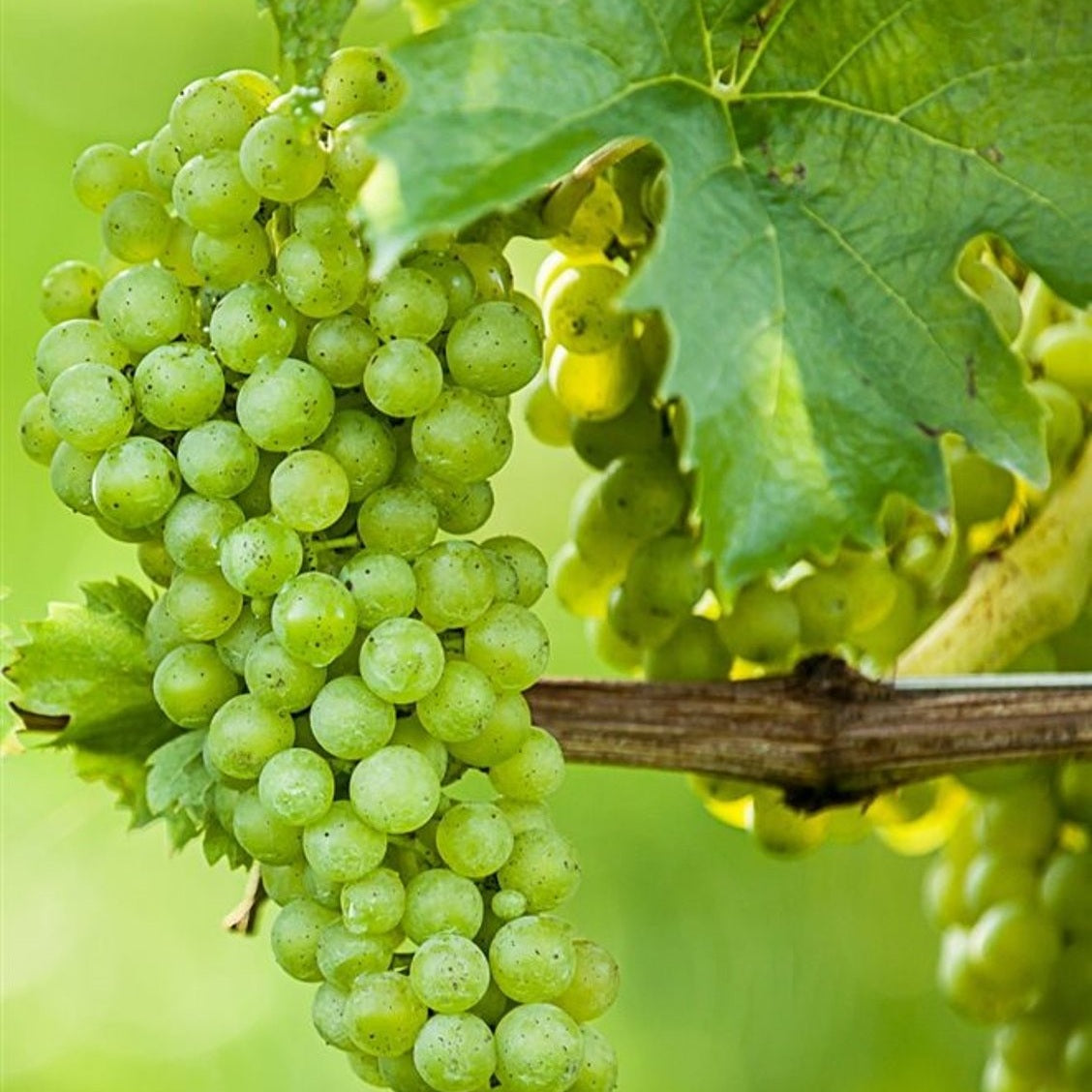 Vinranka – Vitis vinifera - C650 18/20 HO/ST