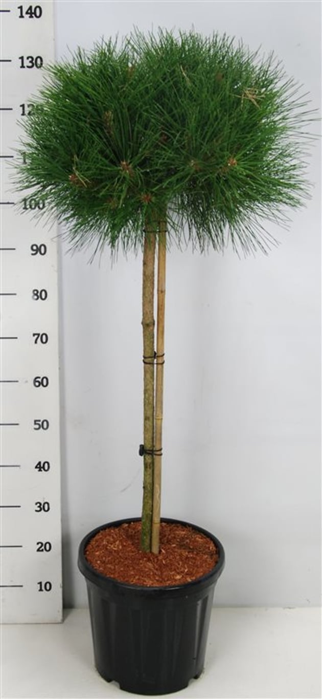 Svarttall – Pinus nigra &
