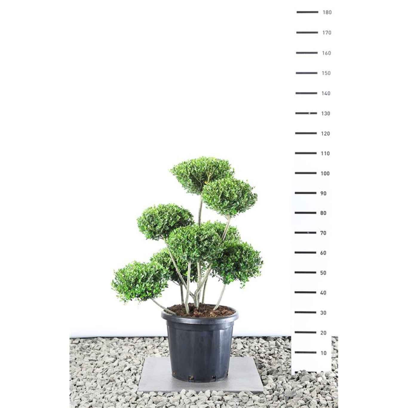 Japansk järnek – Ilex crenata 'Green Hedge' - 80-100 CM PonPon Cont.