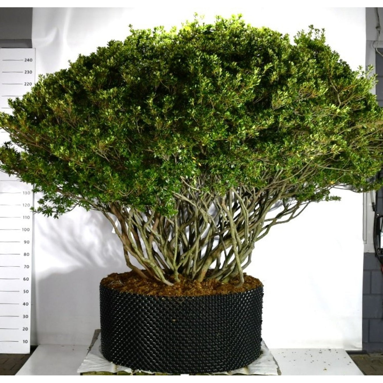 Japansk azalea – Rhododendron (AJ) 'Aladdin Scout' - C280 Meerstammig