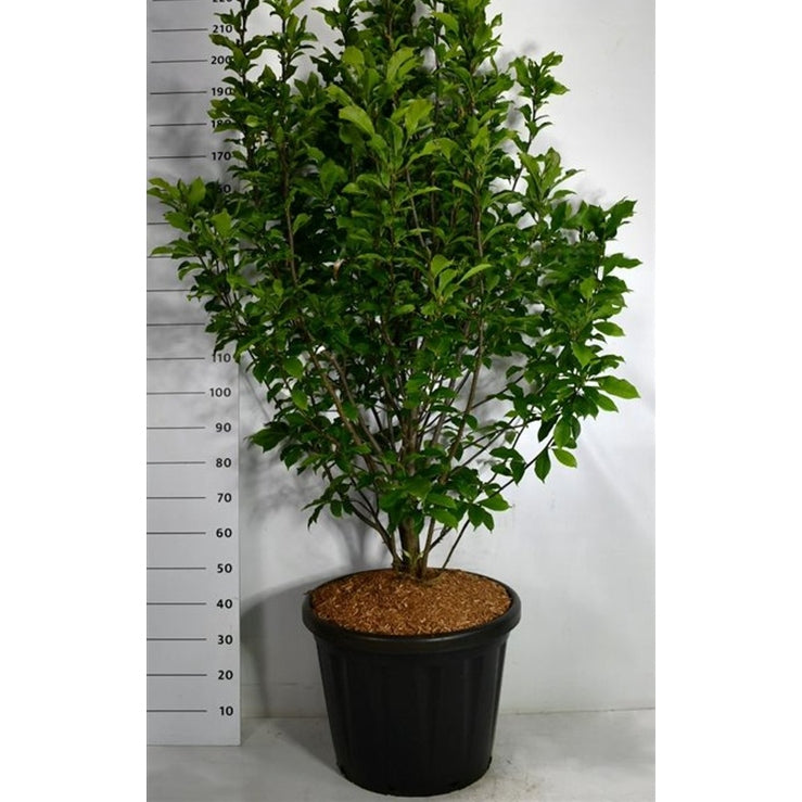 Magnolia – Magnolia &