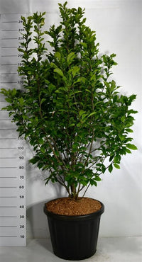 Magnolia – Magnolia 'Susan' - C80 150-175 cm. Sol