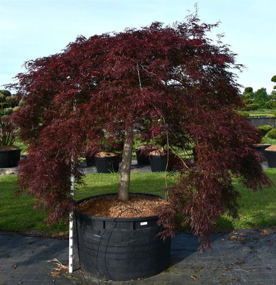 Japansk lönn – Acer palmatum &