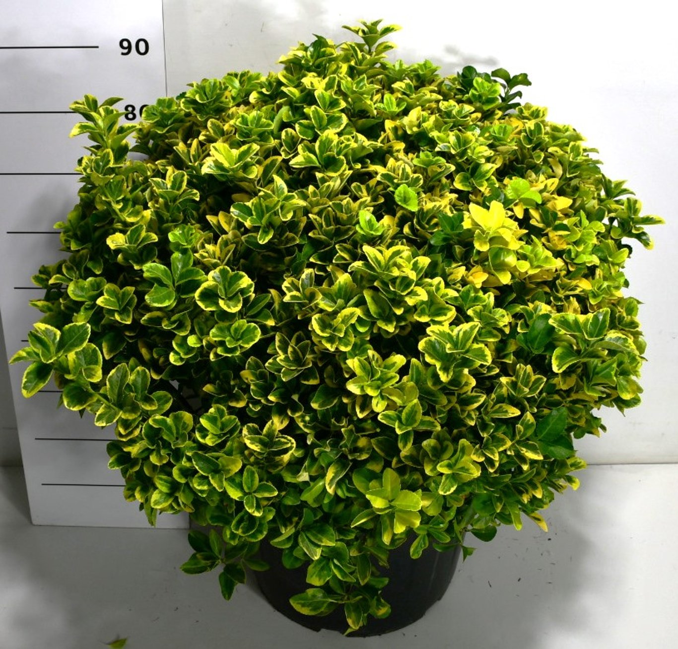 Japansk benved – Euonymus japonicus &