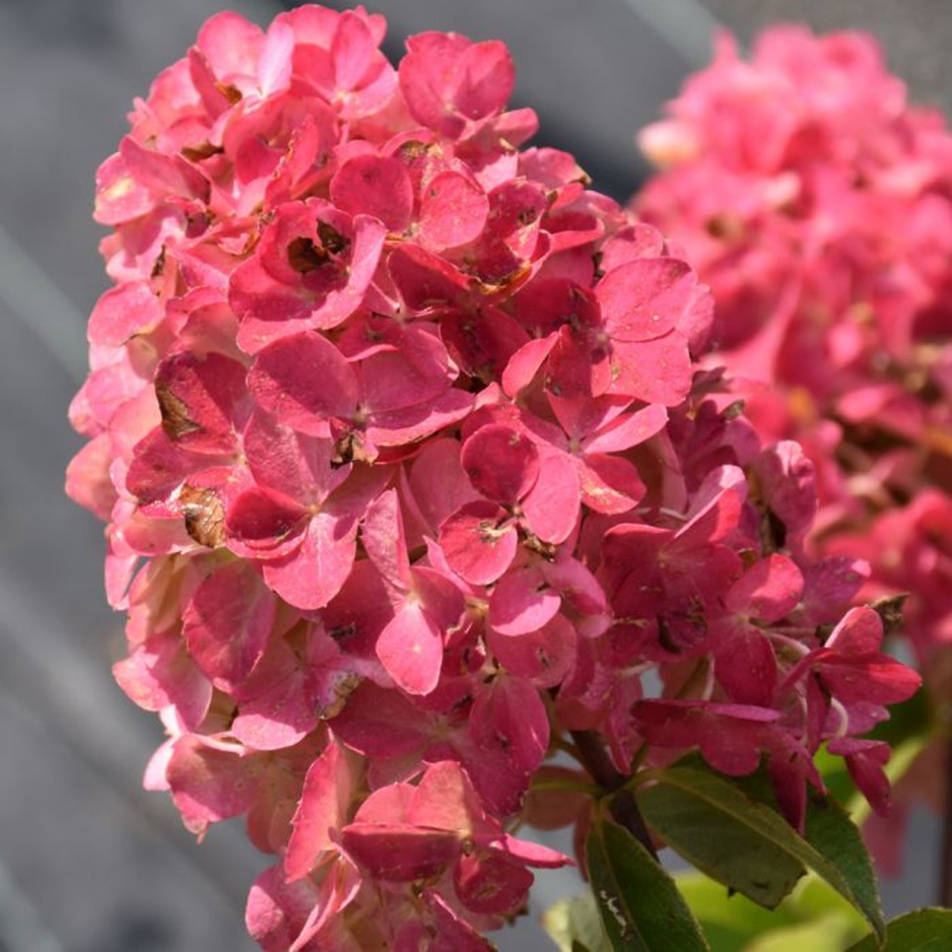 Syrenhortensia – Hydrangea paniculata 'Fire Light' - C4,6 40-60 CM