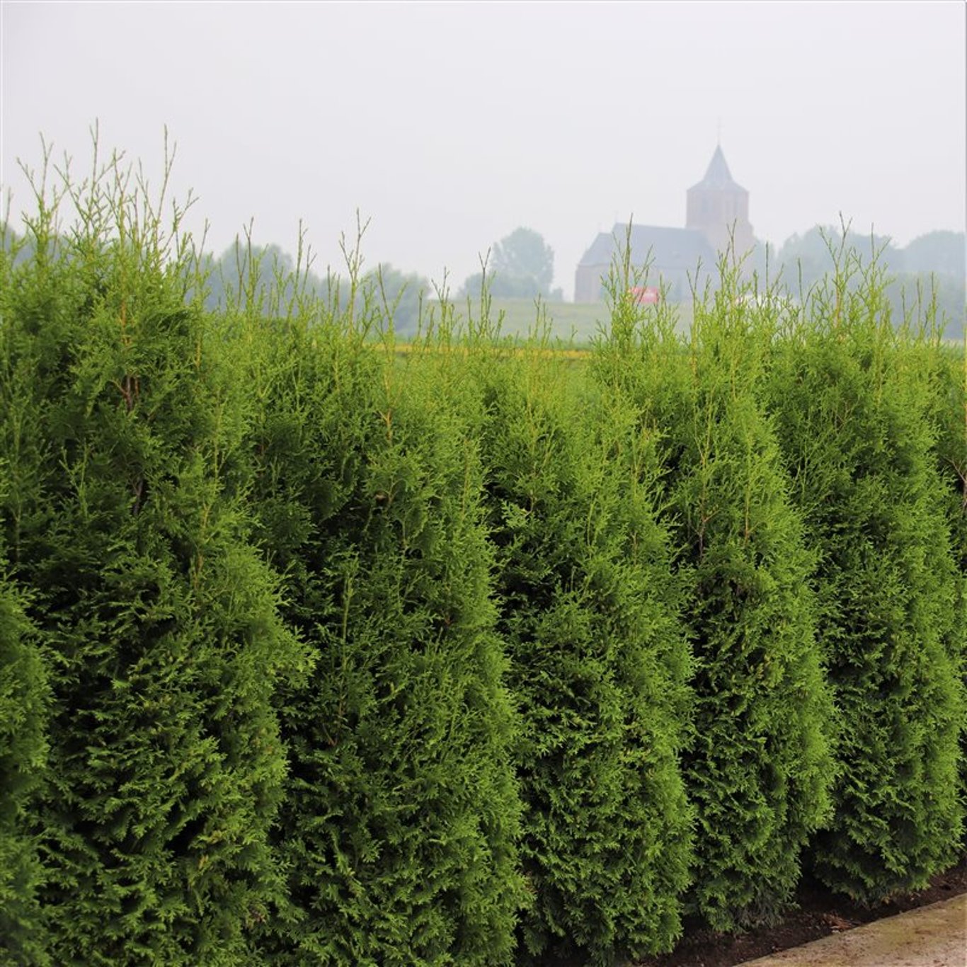 Thuja – Thuja occidentalis 'King of Brabant' - C10 150-175 CM