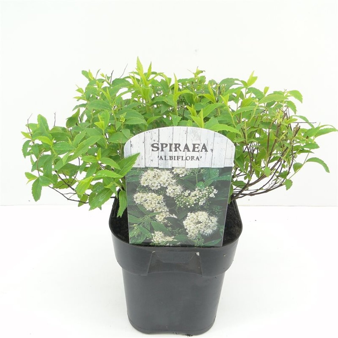 Praktspirea – Spiraea japonica 'Albiflora' - C2