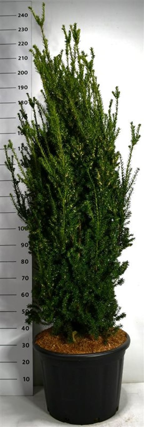 Hybrididegran – Taxus media &