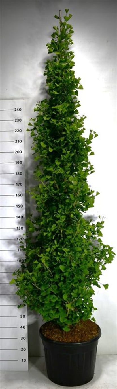 Tempelträd – Ginkgo biloba &