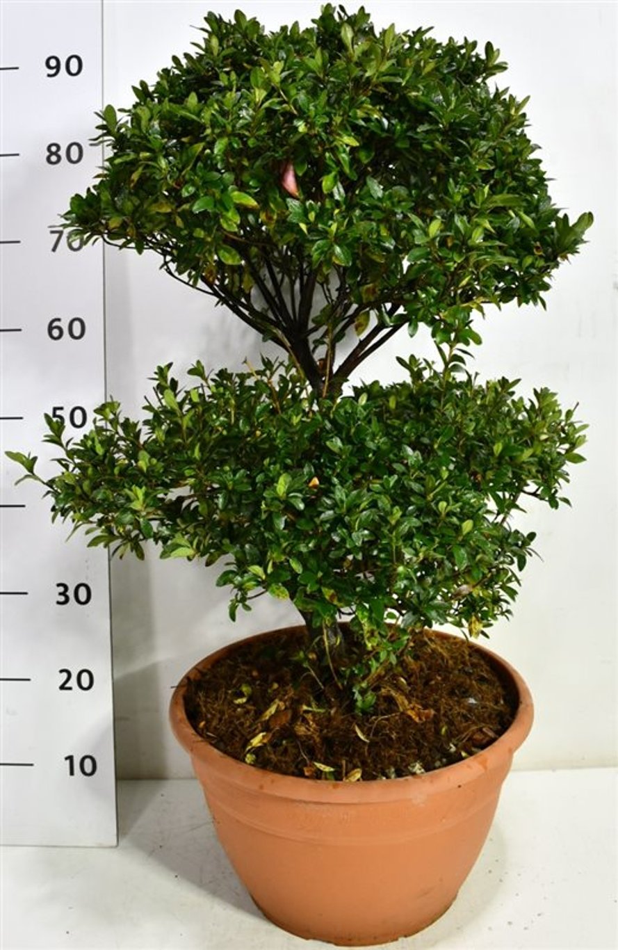 Rhododendron – Rhododendron &