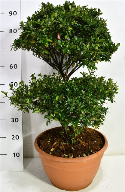 Rhododendron – Rhododendron &