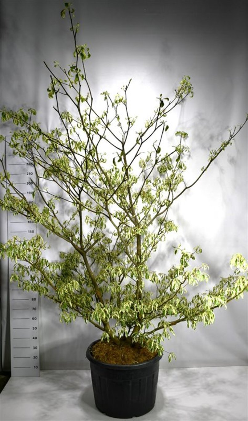 Pagodkornell – Cornus controversa &