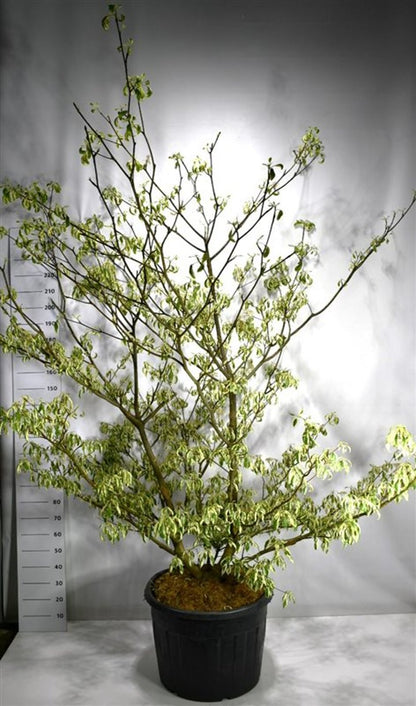 Pagodkornell – Cornus controversa &