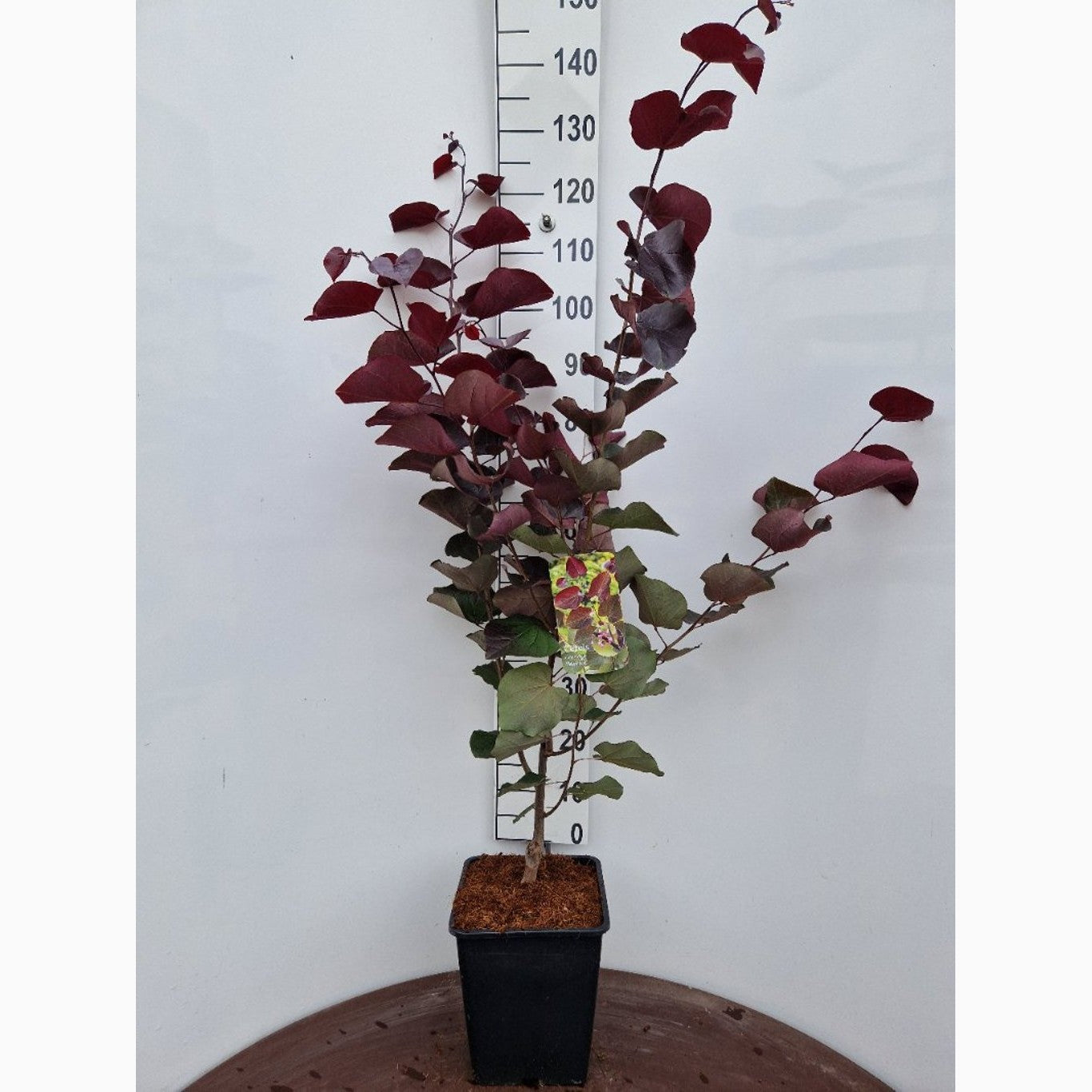 Judasträd – Cercis canadensis - C15 80-100 CM