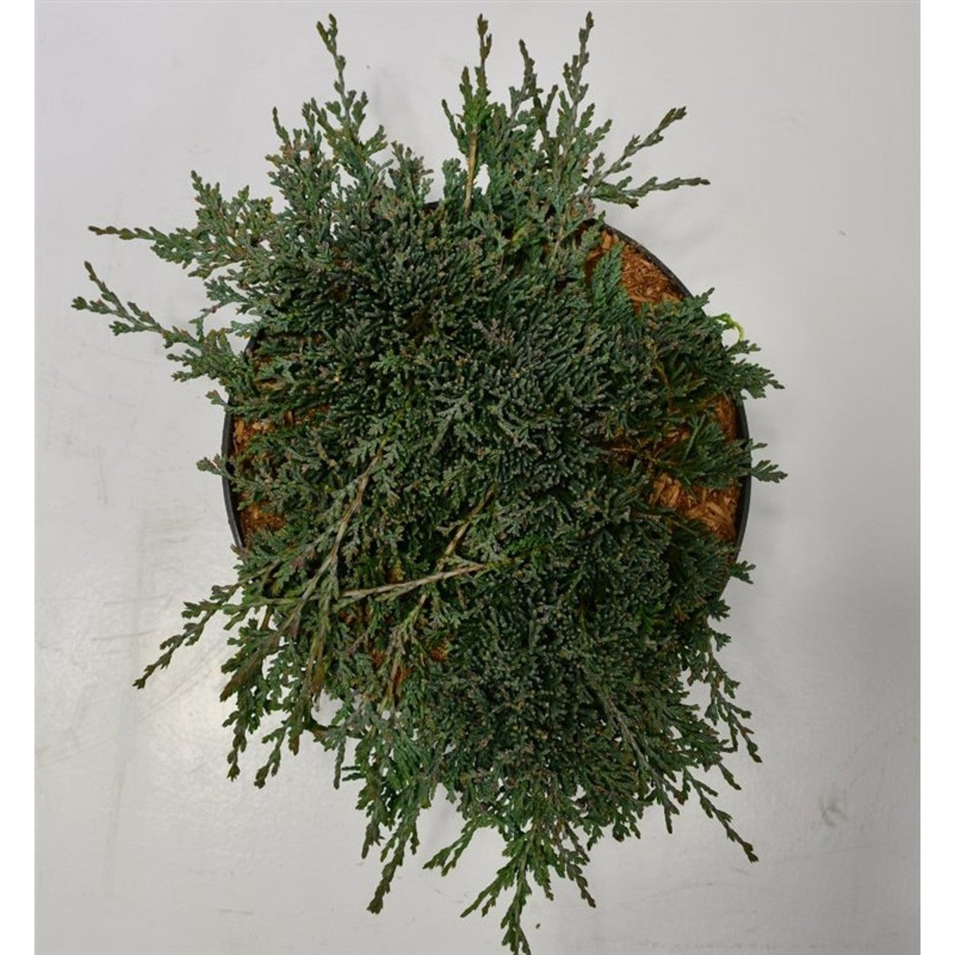 Kryp-en – Juniperus horizontalis 'Icee Blue' - C7.5 30-40 CM