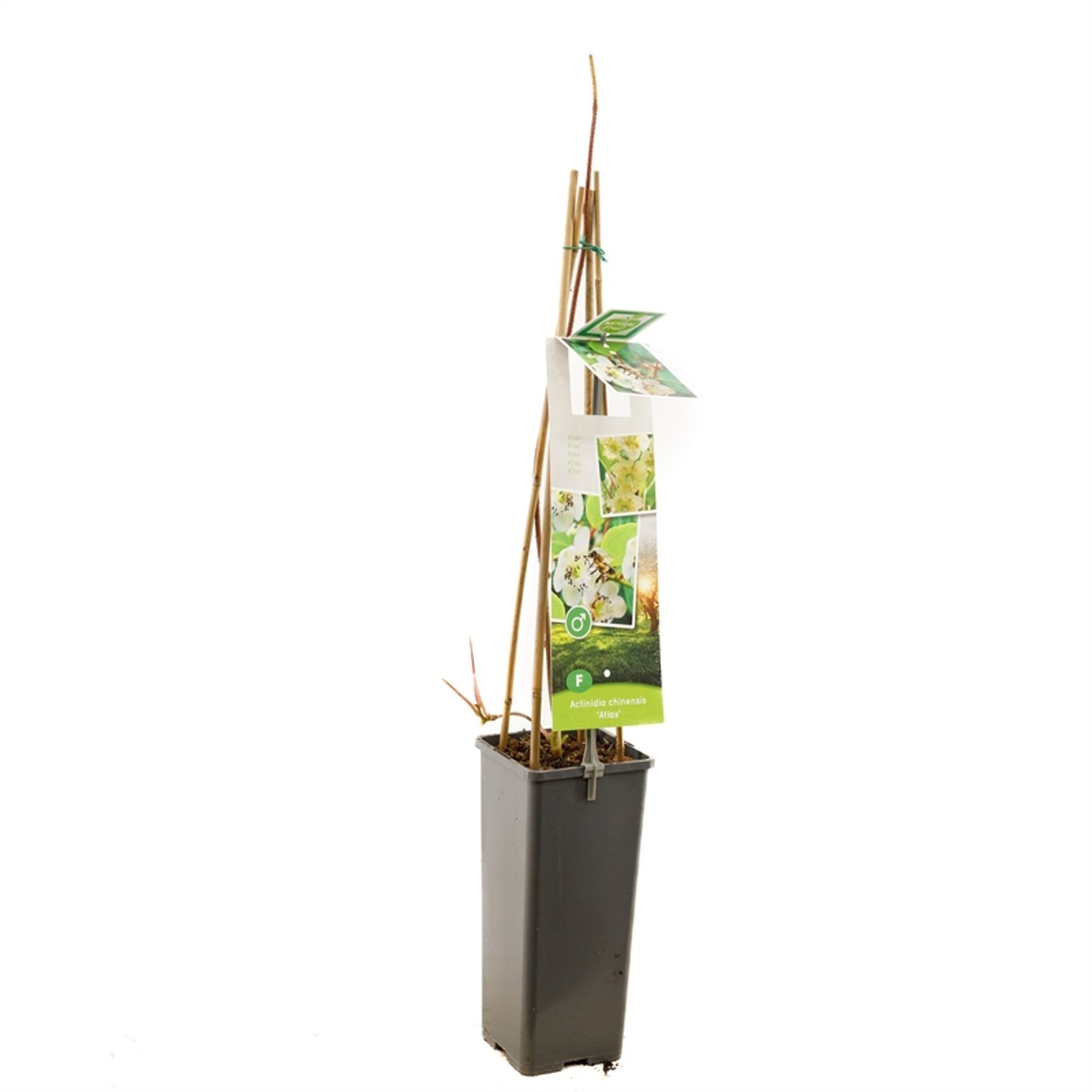 Minikiwi – Actinidia d. 'Atlas' - C2 50-60 CM