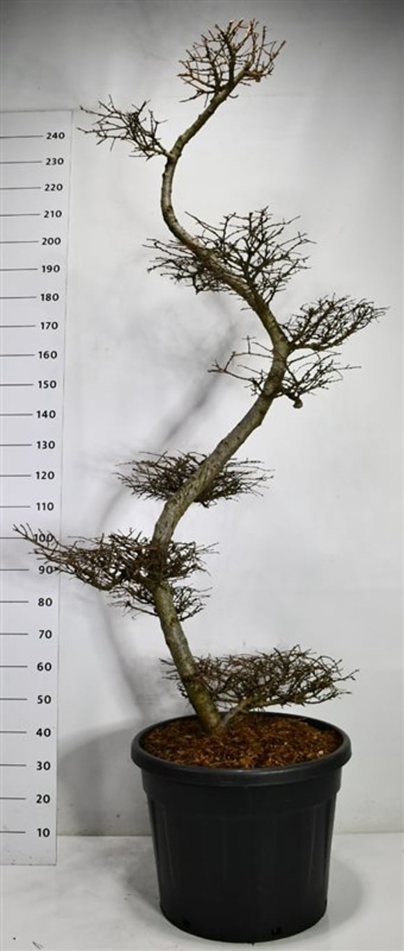 Japansk lärk – Larix kaempferi - C90 175-200 cm. Bonsai