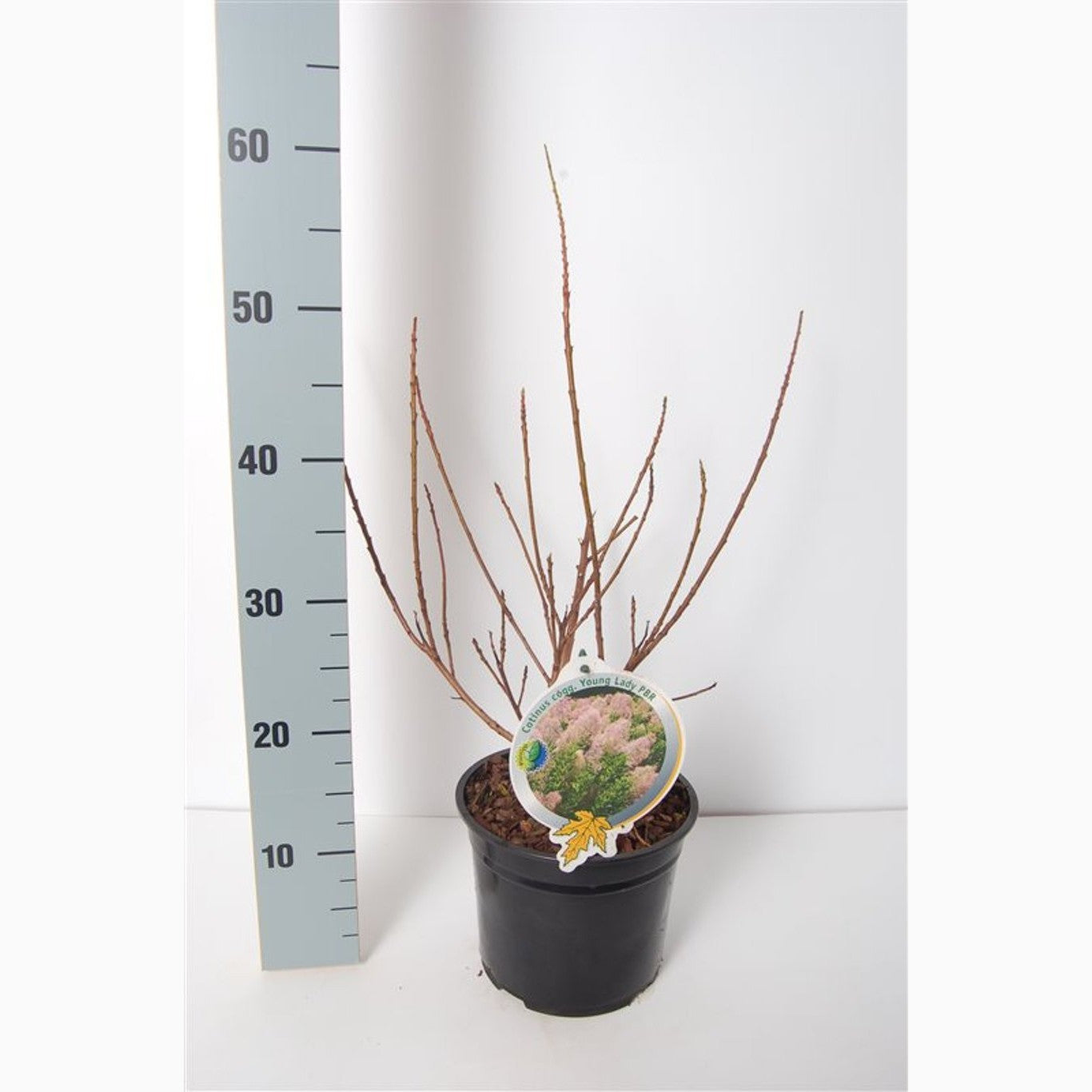 Perukbuske – Cotinus coggygria 'Young Lady' - C3 30-40 CM