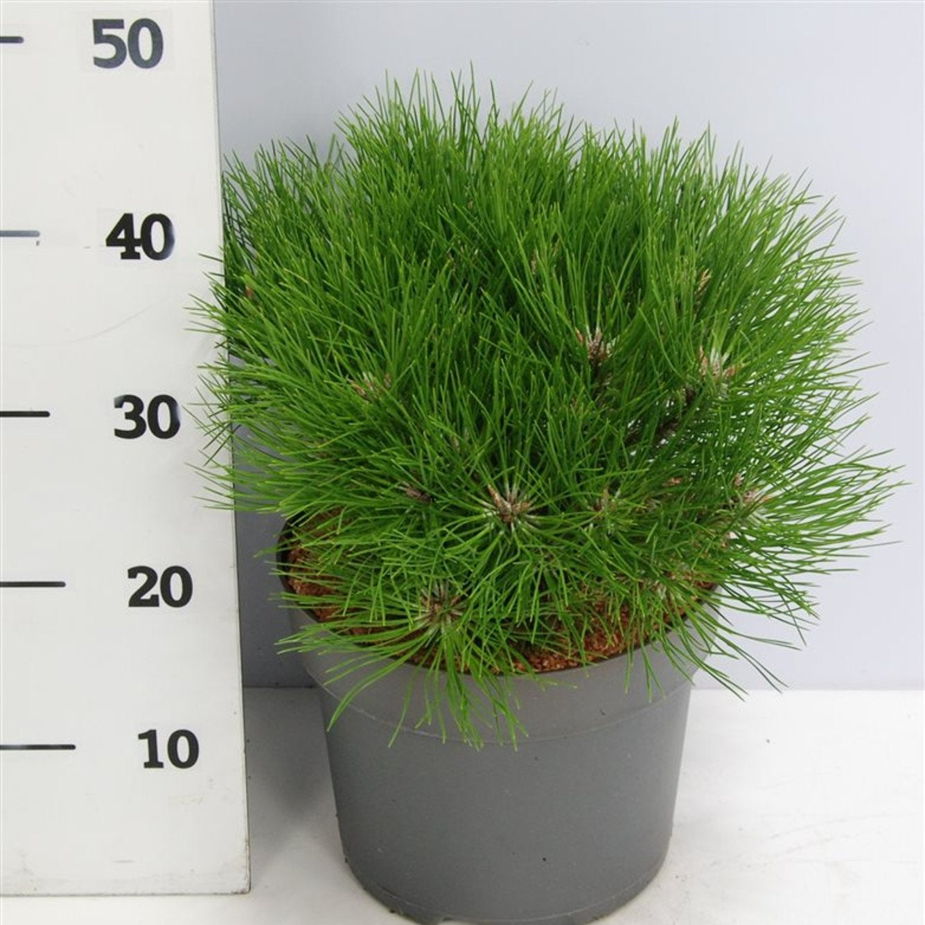 Svarttall – Pinus nigra 'Marie Bregeon' - C7.5 30-40 cm.