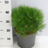 Svarttall – Pinus nigra 'Marie Bregeon' - C7.5 30-40 cm.