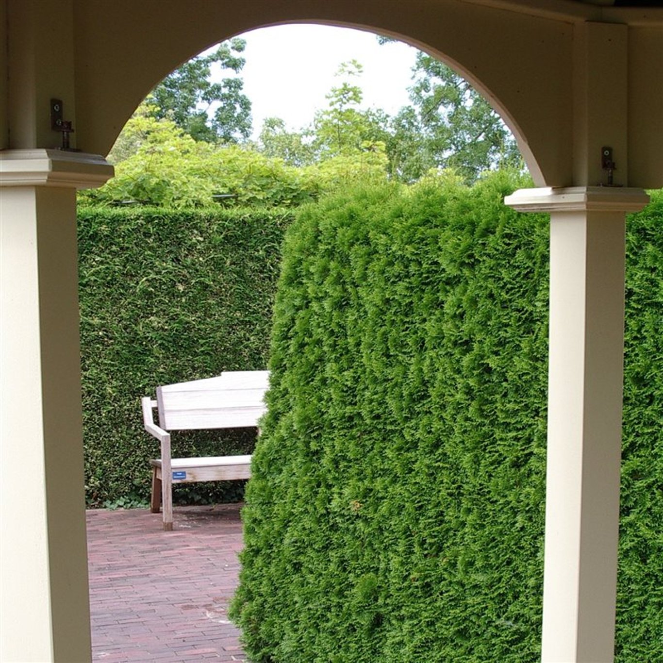 Thuja – Thuja occidentalis 'Smaragd' - C3 50-60 CM