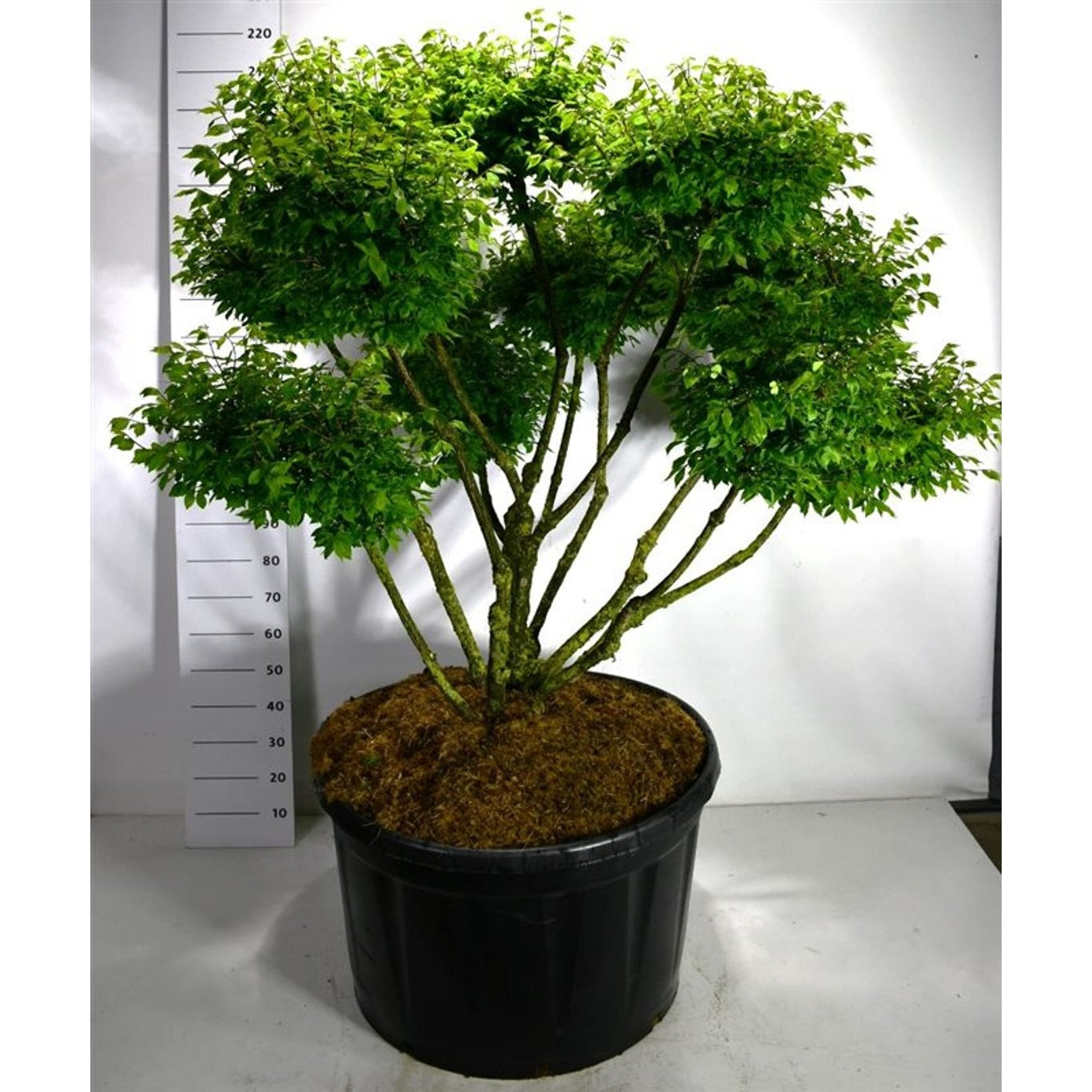 Vingbenved – Euonymus alatus 'Compactus' - 125-150 CM Bonsai Cont.