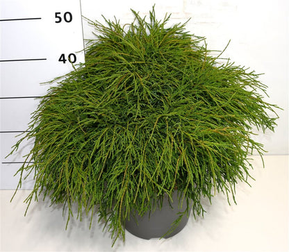 Ädelcypress – Chamaecyparis pisifera &