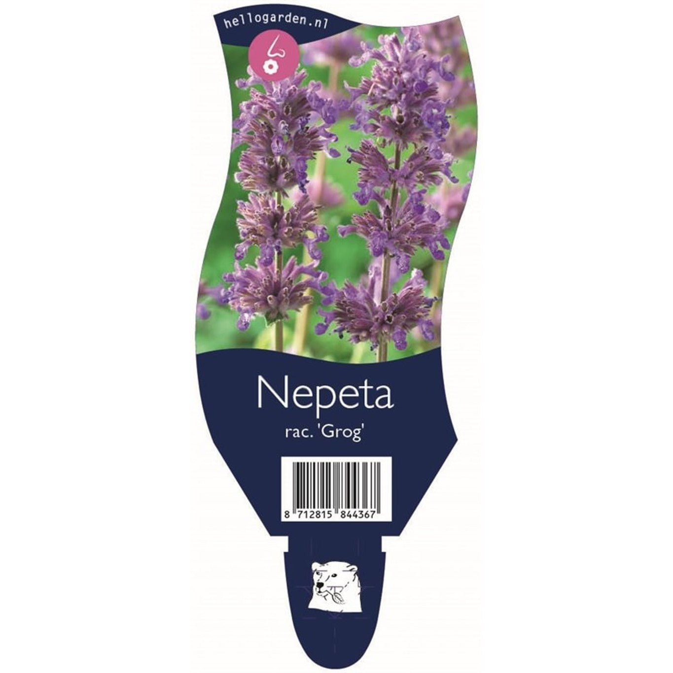 Kantnepeta – Nepeta racemosa 'Grog' - P11