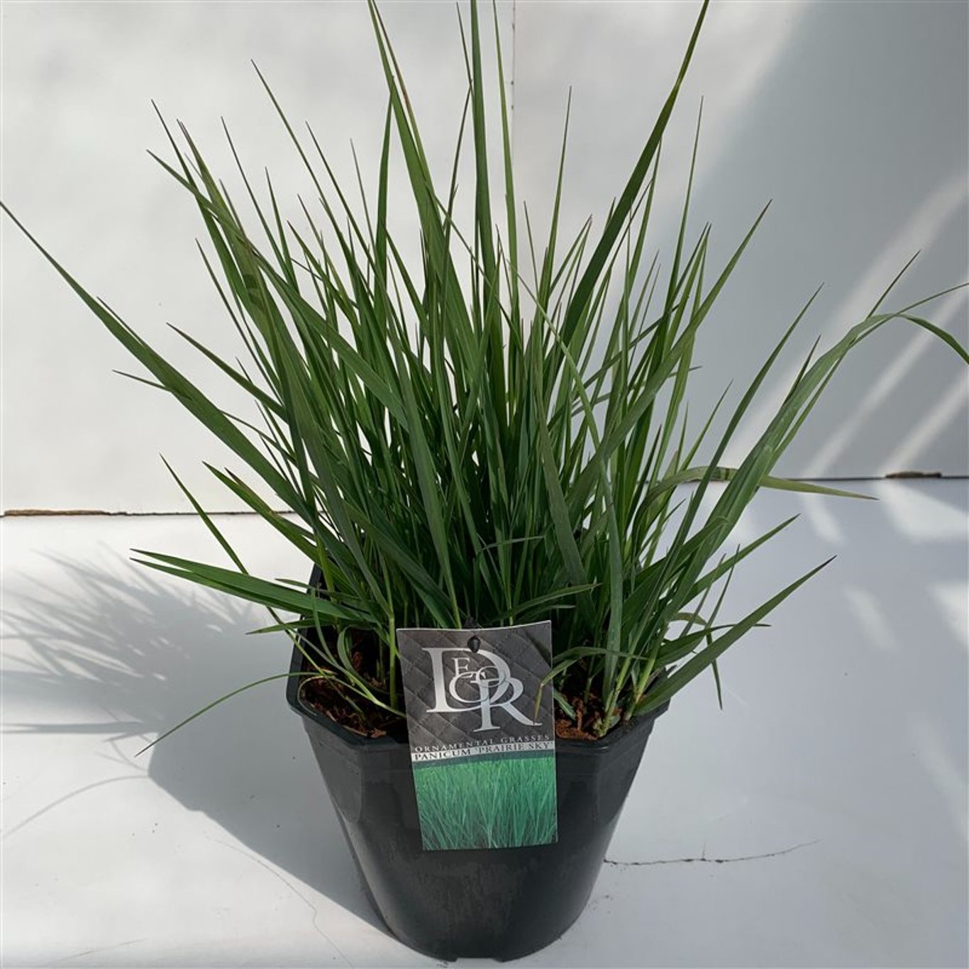 Präriestarr – Panicum virgatum 'Prairie Sky' - C5