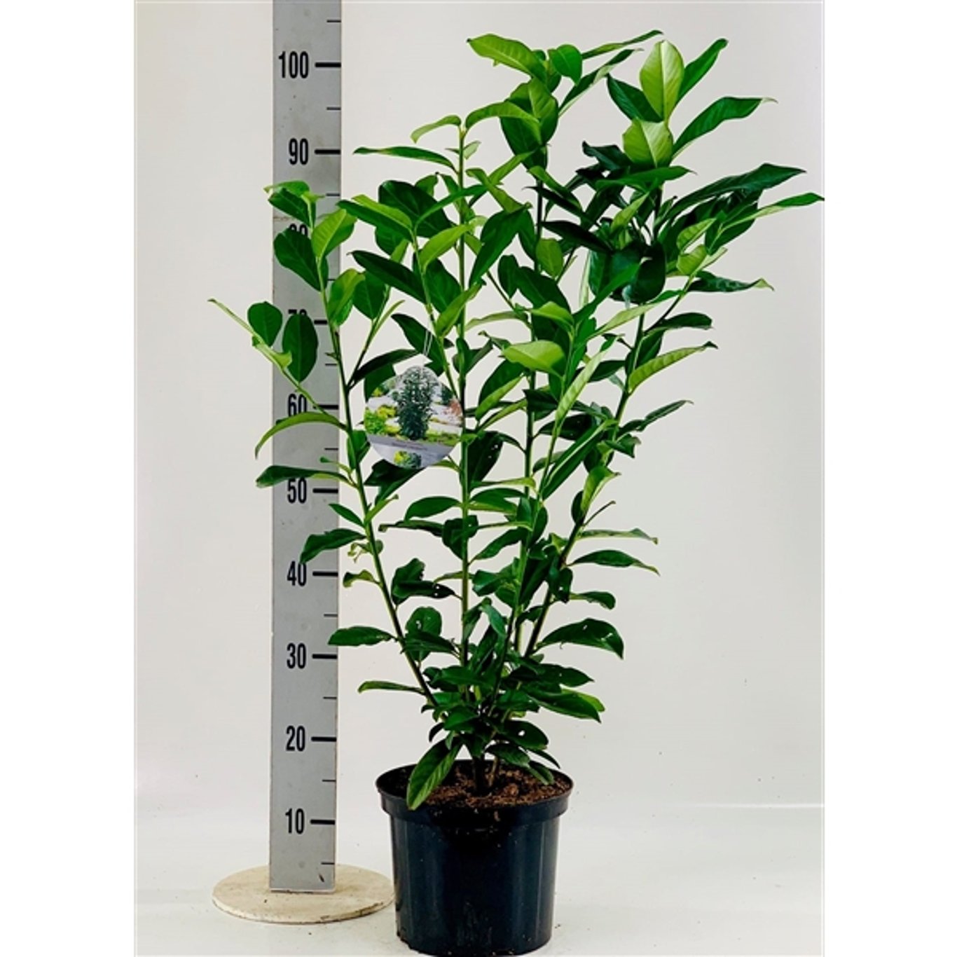 Lagerkörsbär – Prunus laurocerasus 'Genolia' - C7.5 60-80 CM