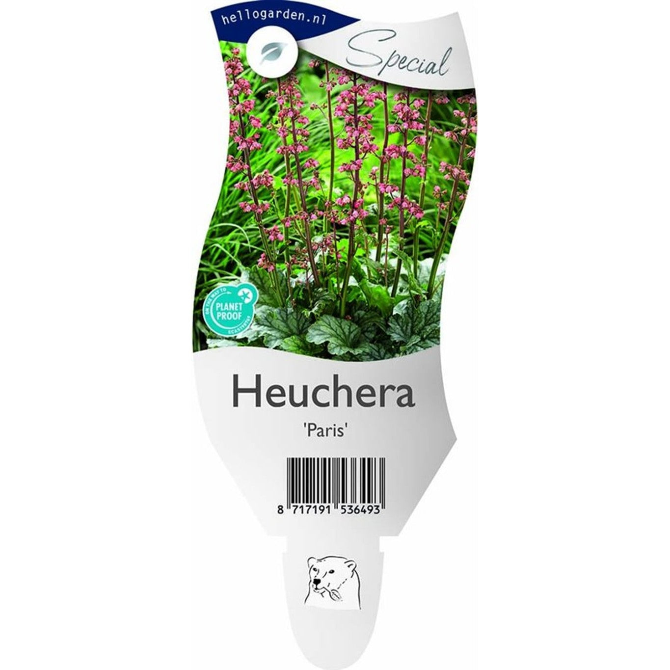 Alunrot – Heuchera &