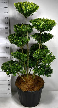 Ilex maximowicziana kanehirae - C80 125-150 cm. Bonsai