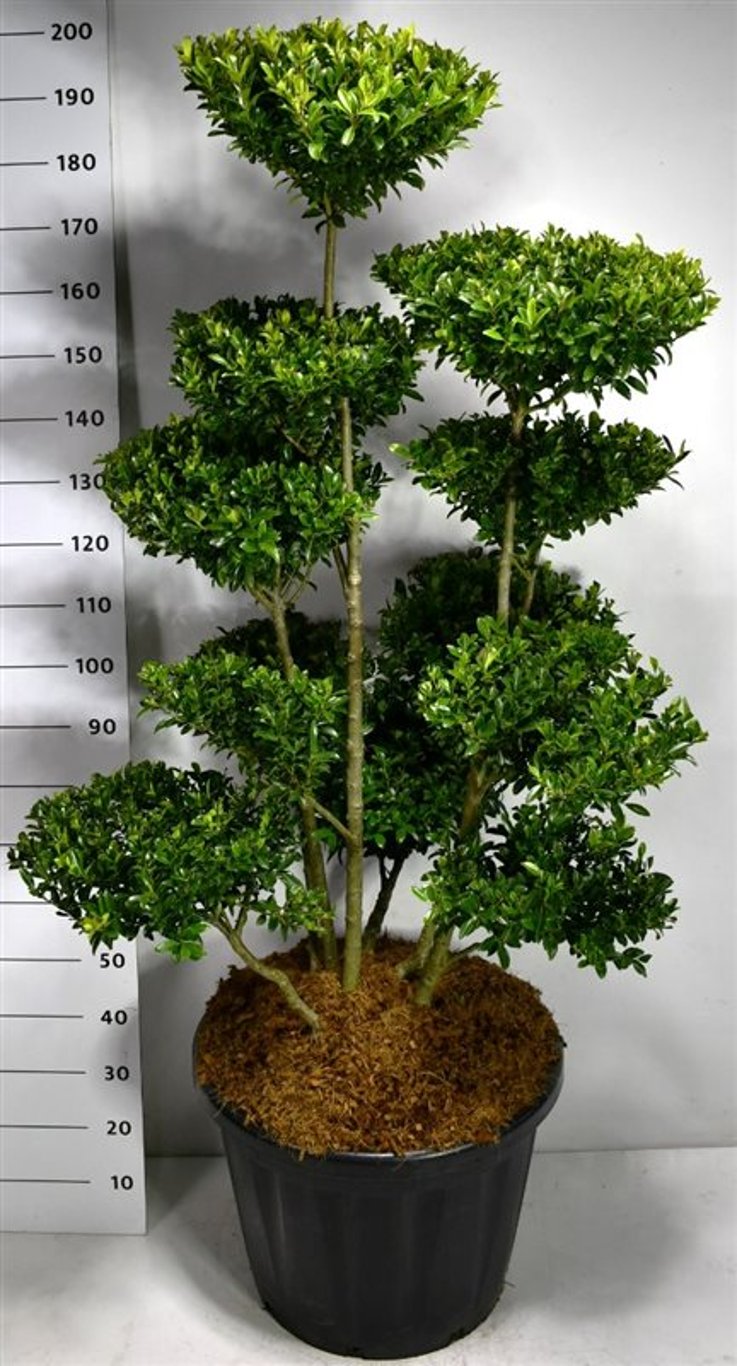 Ilex maximowicziana kanehirae - C80 125-150 cm. Bonsai