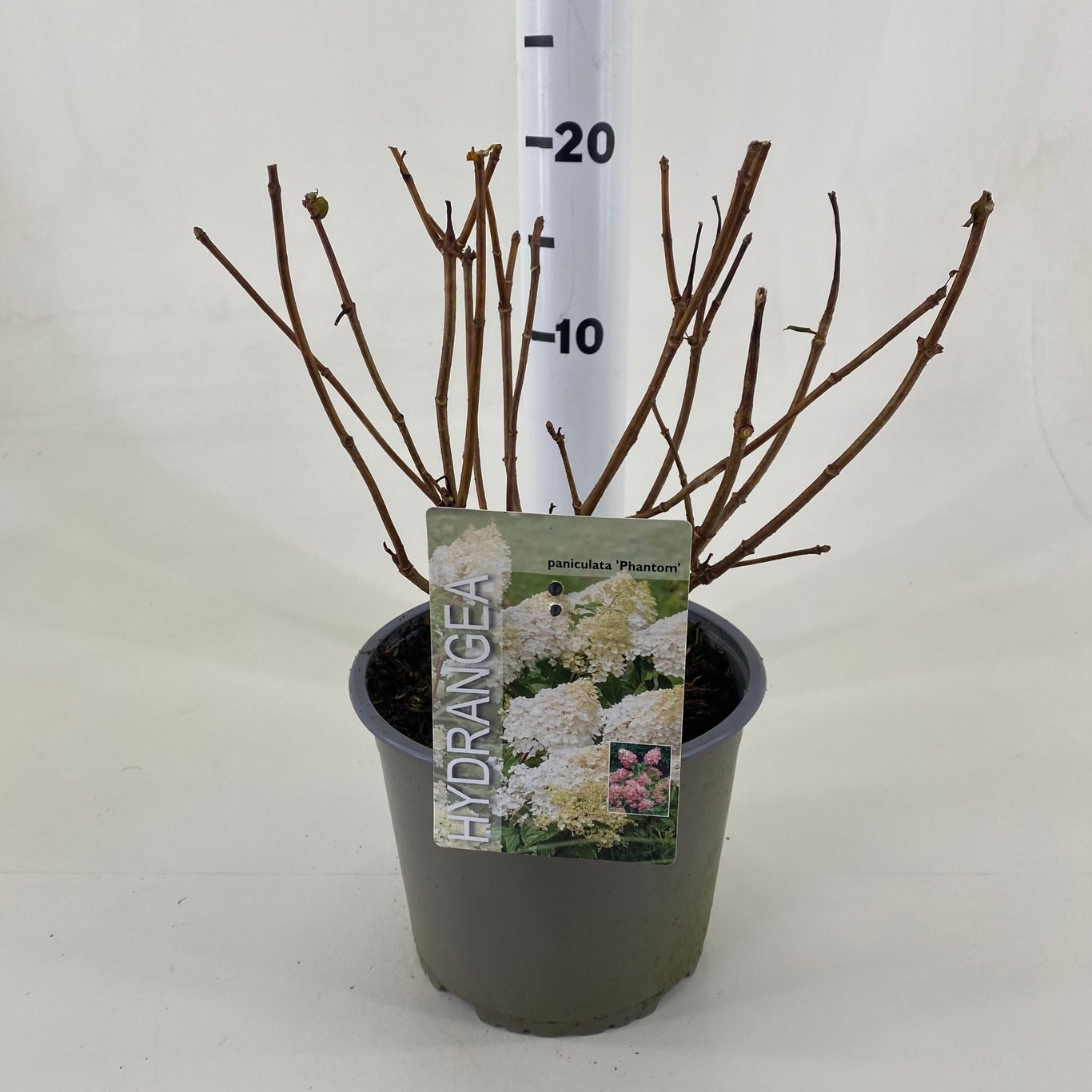 Syrenhortensia – Hydrangea paniculata 'Phantom' - C3 20-30 CM
