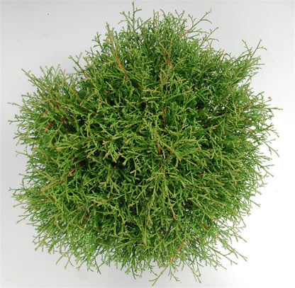 Thuja – Thuja occidentalis &