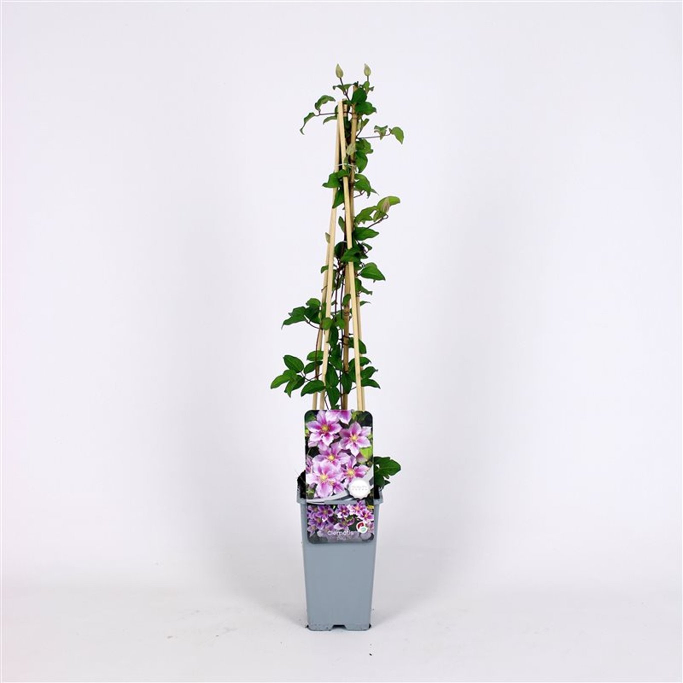 Klematis – Clematis 'Piilu' - C2 70/+ CM