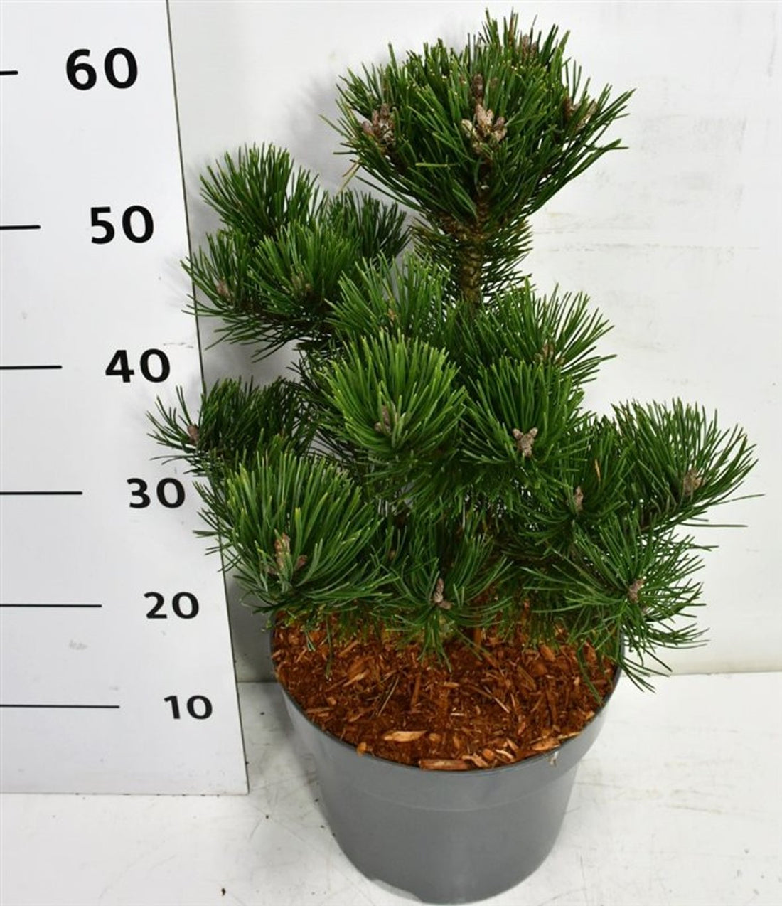 Bergtall – Pinus mugo &