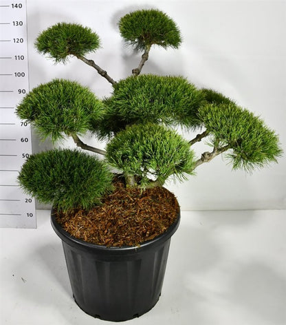 Bergtall – Pinus mugo &