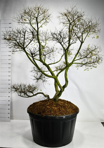 Alm – Ulmus &