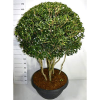 Taggblad – Osmanthus heterophyllus - C90 125-150 cm. Meerstammig