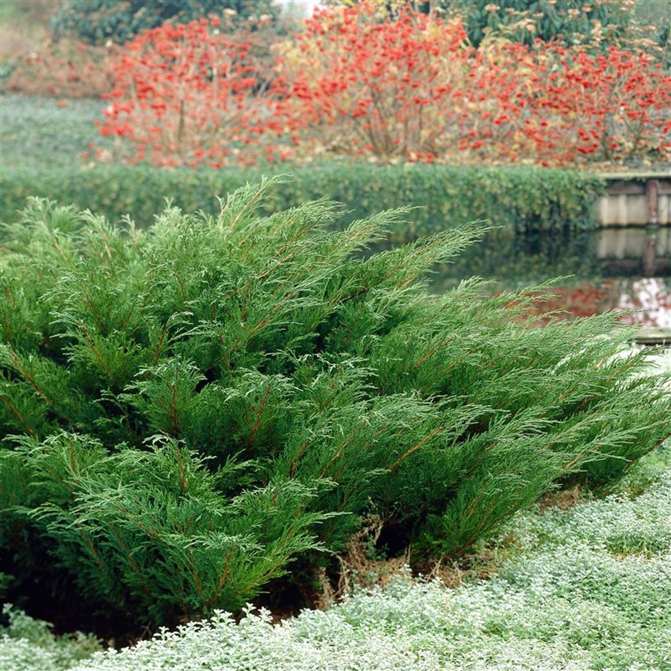 Sabina-en – Juniperus sabina - C3 25-30 CM