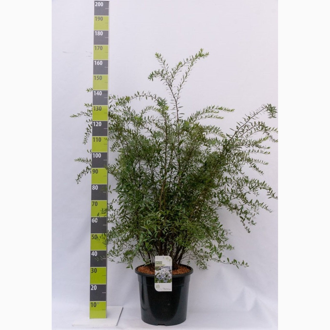 Gråspirea – Spiraea cinerea 'Grefsheim' - C20 100-125 CM