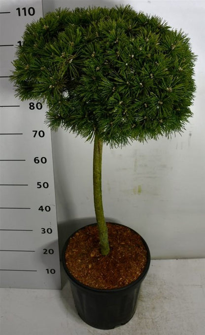 Bergtall – Pinus mugo &