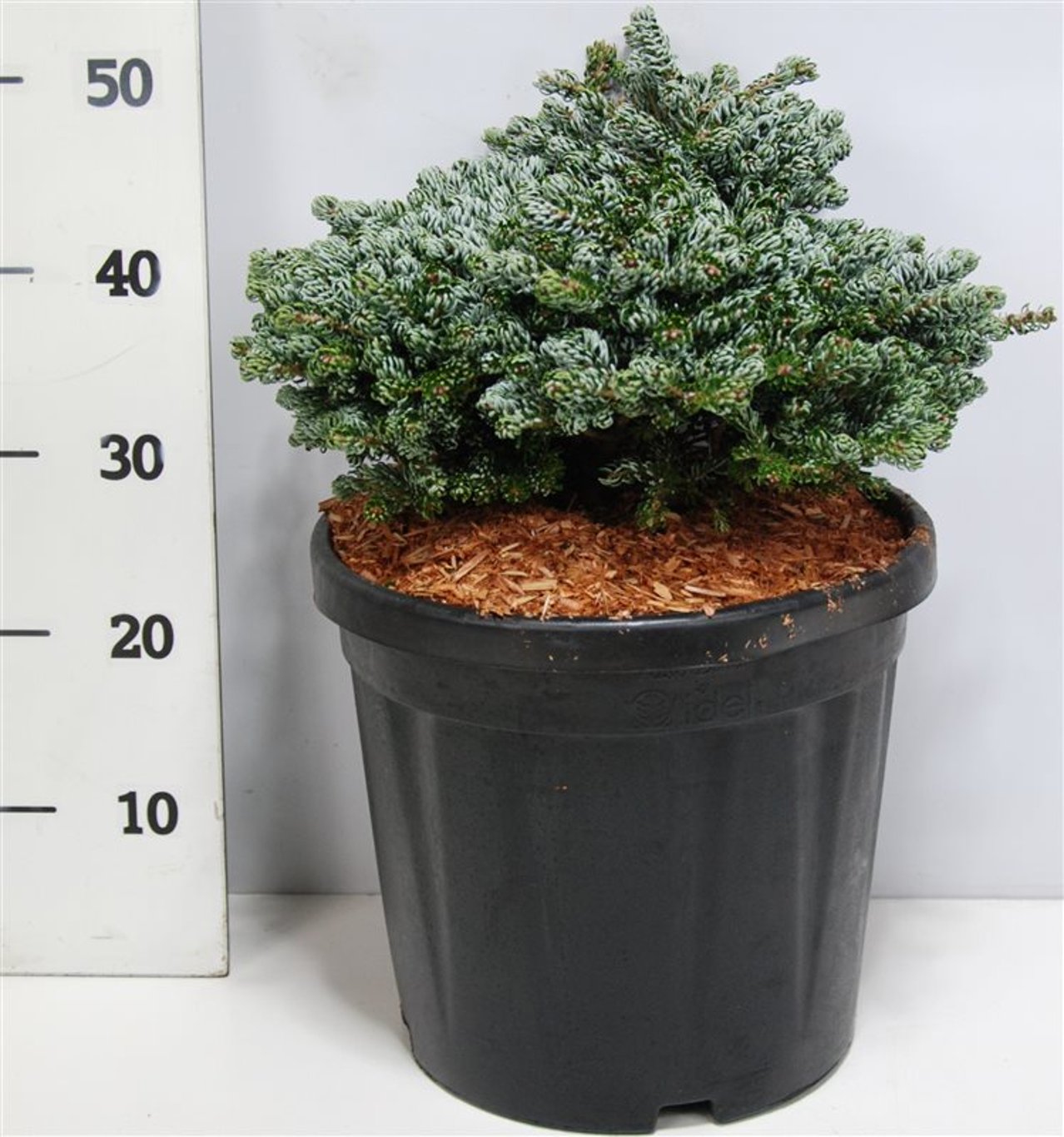 Koreagran – Abies koreana 'Kohout's Icebreaker' - C18 40-50 cm.