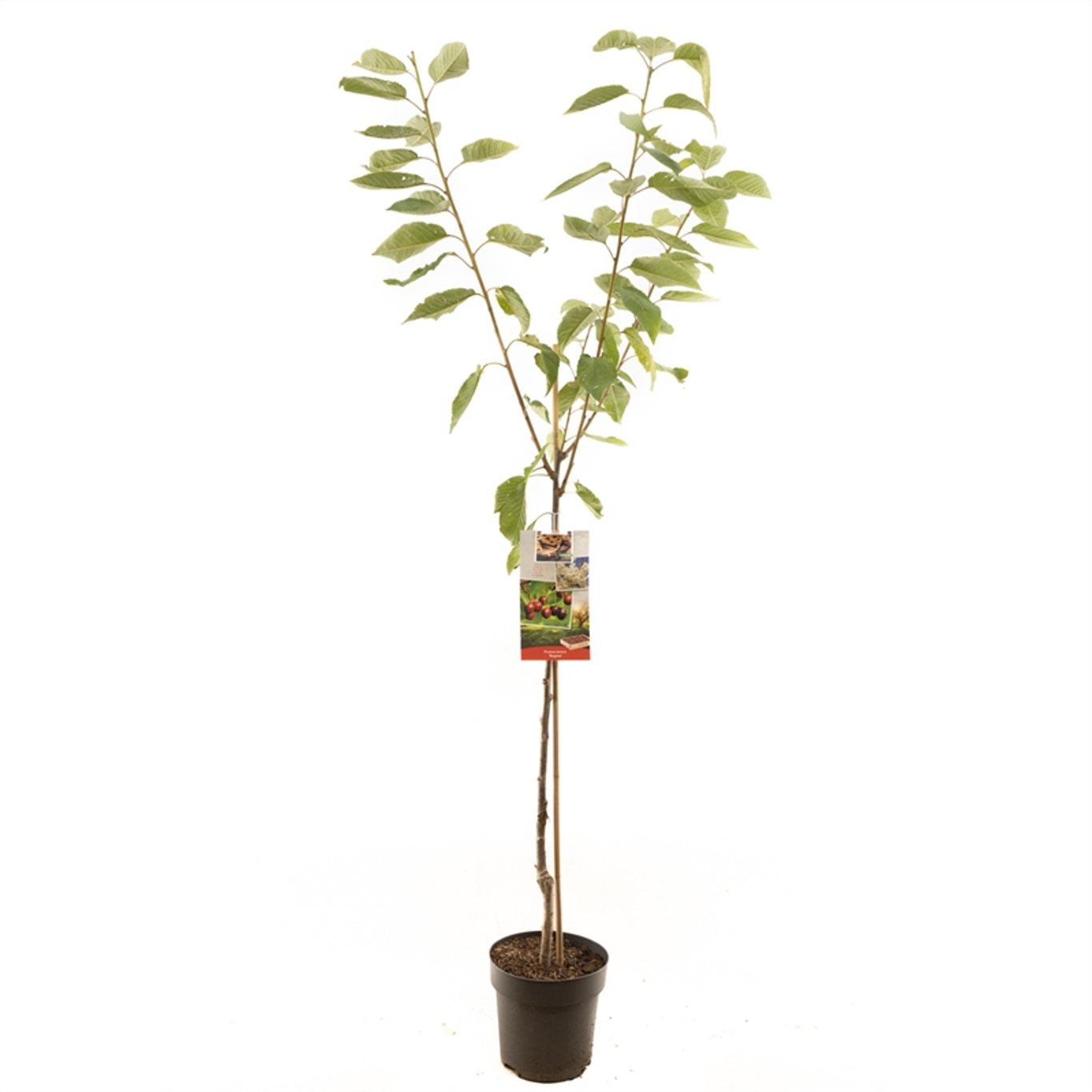 Körsbär – Prunus avium 'Regina' - C7.5 Halfstem