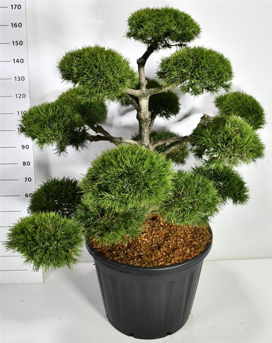 Bergtall – Pinus mugo &